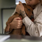 Bulle Bleue ajuste ses offres d&rsquo;assurance santé animale pour chiens et chats.