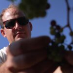 La chaleur affecte les vignobles français : les grappes diminuent de moitié à trois fois moins.