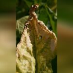 Pesticides : la réintroduction suscite des tensions au sein des agriculteurs européens