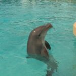 Transfert de huit dauphins de Marineland : Sea Shepherd annonce une opération imminente.