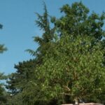 Mulhouse teste un système d&rsquo;arrosage pour ses arbres face aux canicules estivales.