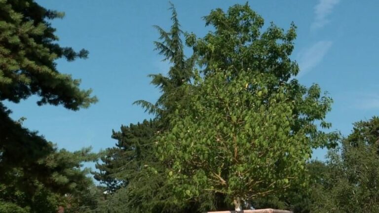 Mulhouse teste un système d’arrosage pour ses arbres face aux canicules estivales.