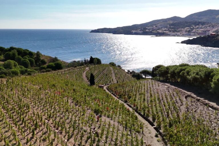 Lafage reprend le GICB de Collioure et Banyuls, validé par la justice pour sauver la coopérative.