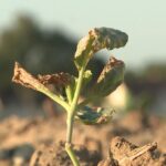 Canicule et sécheresse : la production de légumes en France menacée cet hiver