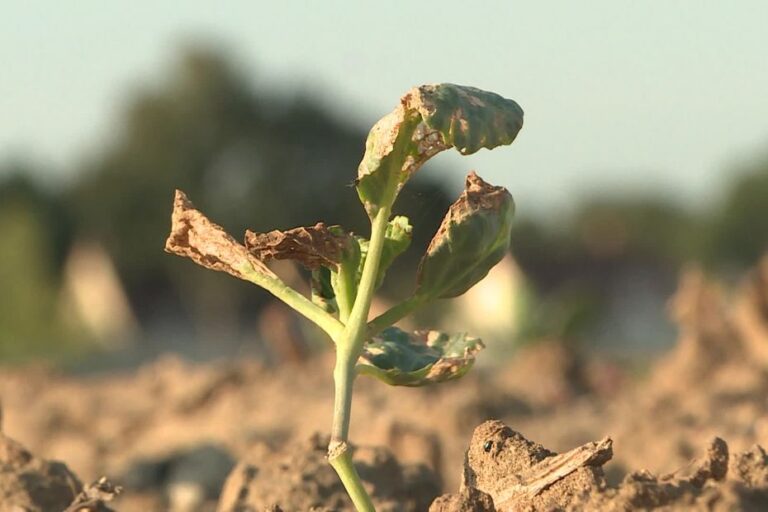 Canicule et sécheresse : la production de légumes en France menacée cet hiver