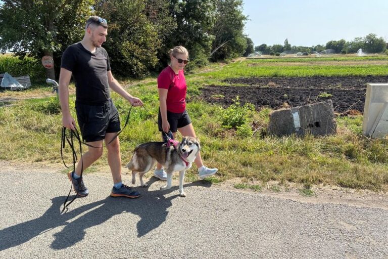 Adoptions de chiens et chats en baisse dans le Puy-de-Dôme, selon les refuges locaux