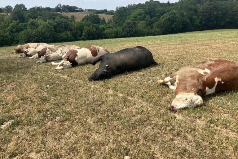 Des vaches retrouvées mortes de soif en raison d’un abreuvoir fermé.