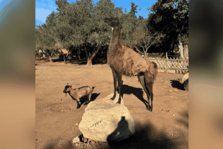 Incendies du Var : une ferme propose une aide d’urgence aux propriétaires d’animaux sinistrés.