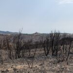 Pyrénées-Orientales : les agriculteurs construisent un rempart contre les incendies.