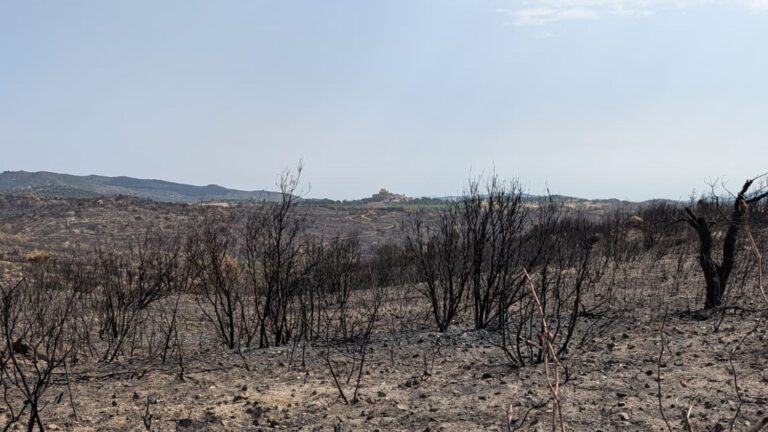 Pyrénées-Orientales : les agriculteurs construisent un rempart contre les incendies.