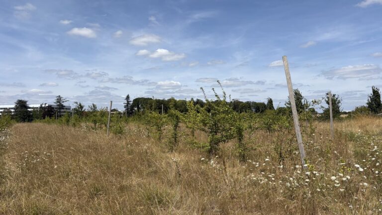 Des chercheurs examinent la résilience des pommiers face au réchauffement climatique.