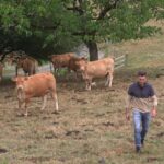 Sécheresse : les éleveurs alertent sur le manque de fourrage cet hiver.
