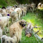 Tirs d&rsquo;effarouchement suspendus par la justice pour protéger les ours en France.