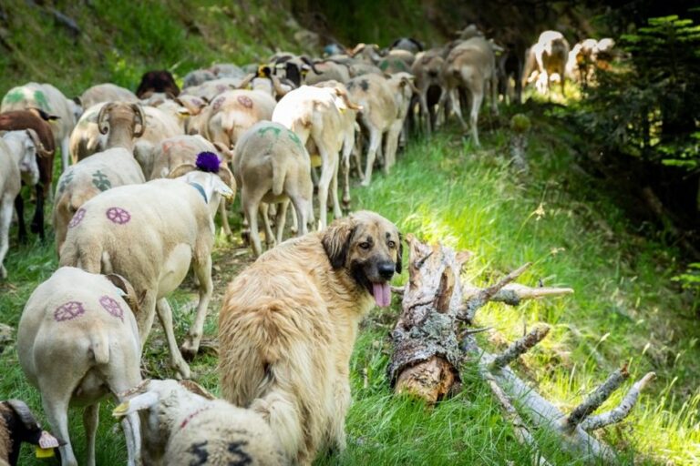 Tirs d’effarouchement suspendus par la justice pour protéger les ours en France.