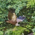 Un vautour échappé du zoo de La Flèche retrouvé après une balade en Sarthe.