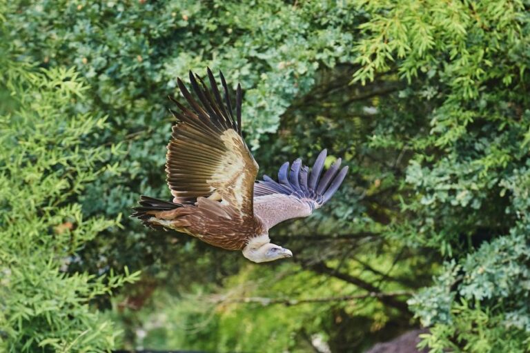 Un vautour échappé du zoo de La Flèche retrouvé après une balade en Sarthe.