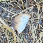 Un pyromane présumé recherché pour des incendies de forêts en Haute-Saône