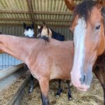 Plus de 120 chevaux menacés par la faim dans un élevage en liquidation en France.