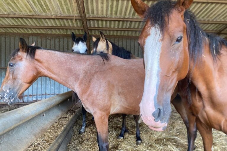 Plus de 120 chevaux menacés par la faim dans un élevage en liquidation en France.