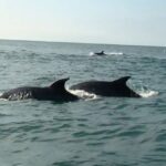 Rencontre avec des dauphins en Méditerranée au large du golfe du Lion, France