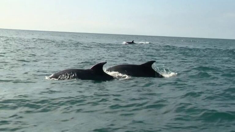 Rencontre avec des dauphins en Méditerranée au large du golfe du Lion, France