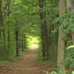 Incendie en forêt : la préfecture de l’Oise impose des restrictions face à la chaleur.