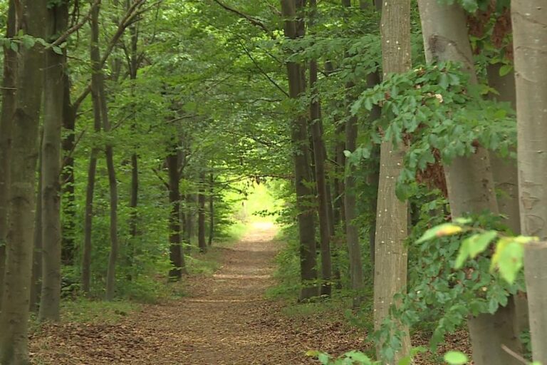 Incendie en forêt : la préfecture de l’Oise impose des restrictions face à la chaleur.