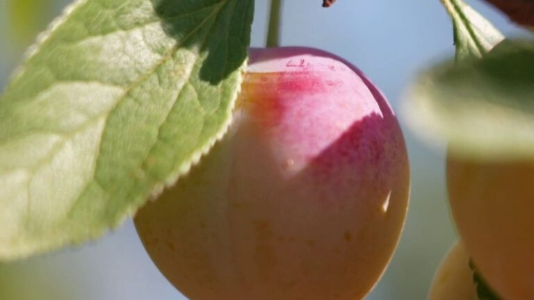 La récolte de mirabelles en France s’annonce prometteuse malgré une maturation précoce.