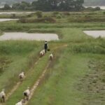 Des moutons utilisés pour l’entretien des marais salants de la presqu’île de Guérande