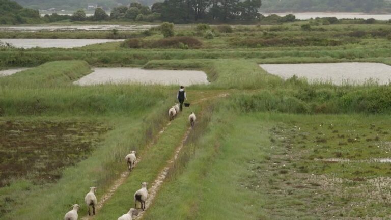 Des moutons utilisés pour l’entretien des marais salants de la presqu’île de Guérande