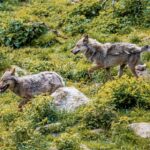 Neuf loups abattus illégalement en France, un charnier découvert, trois interpellations.