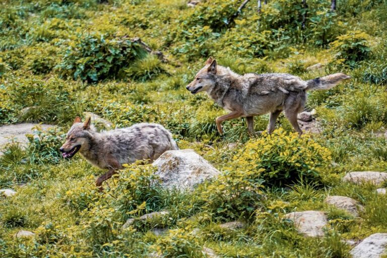 Neuf loups abattus illégalement en France, un charnier découvert, trois interpellations.