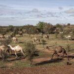 Sénégal : le prix du lait de chamelle atteint des sommets sur le marché local.