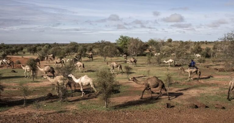 Sénégal : le prix du lait de chamelle atteint des sommets sur le marché local.