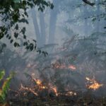 Incendies de forêts : analyse des causes politiques et des véritables pyromanes.