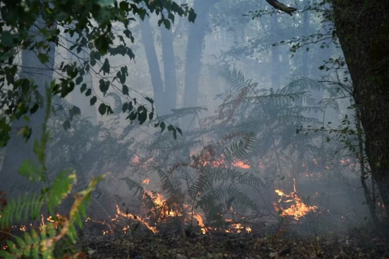 Incendies de forêts : analyse des causes politiques et des véritables pyromanes.