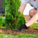 Incendie : les végétaux à éviter pour réduire les risques dans les jardins en France
