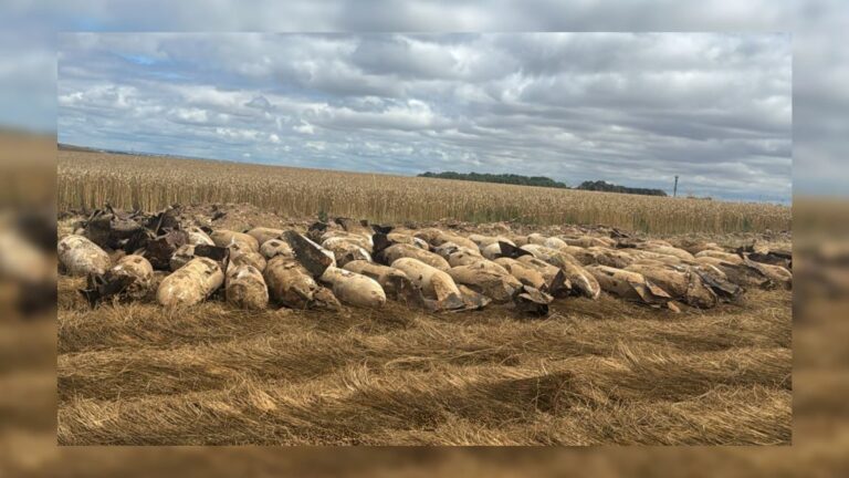 75 bombes de la Seconde Guerre mondiale découvertes lors de travaux de fibre dans le Calvados.