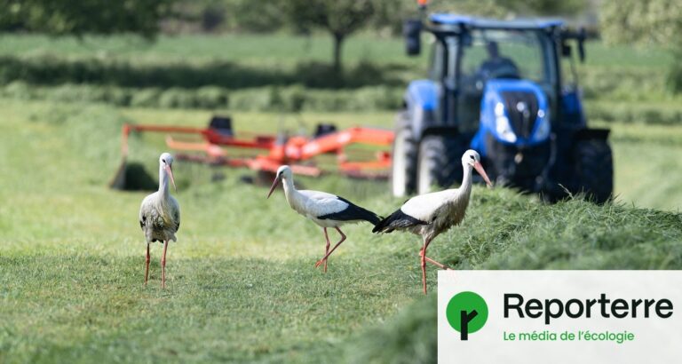 Protection de la nature : la loi de 50 ans jugée insuffisante par les experts environnementaux.