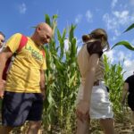 Trois raisons d&rsquo;explorer le labyrinthe de maïs bio à Carvin en région Hauts-de-France