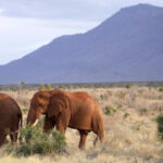 Kenya : Les rangers du Tsavo préservent l&rsquo;équilibre entre faune et communautés locales