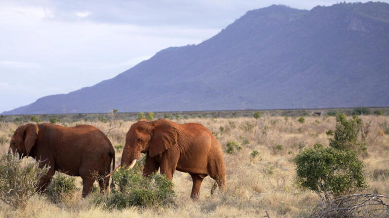 Kenya : Les rangers du Tsavo préservent l’équilibre entre faune et communautés locales