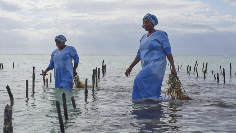 Le potentiel inexploité de la culture des algues en Afrique pour l’économie locale