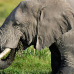 Kenya : enquête sur un potentiel empoisonnement après la mort de 15 éléphants