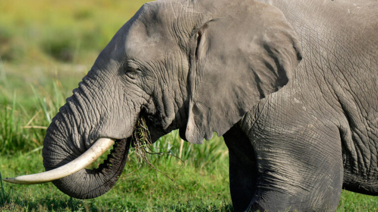 Kenya : enquête sur un potentiel empoisonnement après la mort de 15 éléphants