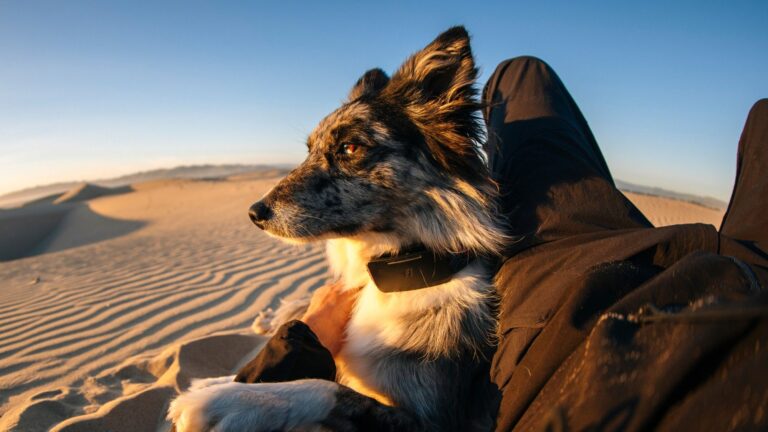 Un collier pour chien connecté par satellite permet de retrouver les animaux perdus.