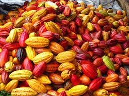 Côte d’Ivoire, Ghana, Cameroun et Nigeria envisagent d’interdire l’exportation de fèves brutes.