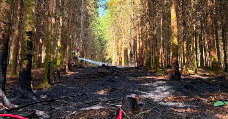 Feu de forêt en province de Namur : mesures efficaces pour limiter les dégâts.