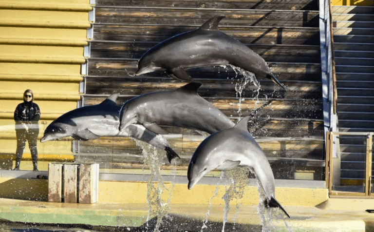 Huit dauphins de Marineland quittent Antibes pour l’Espagne, pression des associations maintenue.