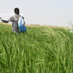 Sénégal : la filière du riz local affectée par le manque de structuration et de compétitivité